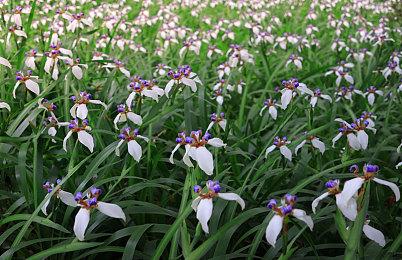 《赛博朋克2077》新DLC主角人际关系扩展 但没新恋情